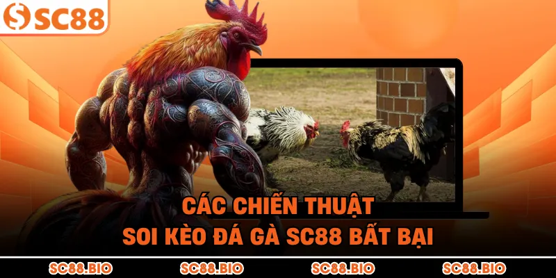 Đá Gà SC88 – Đấu Trường Đá Gà Trực Tiếp Tỷ Lệ Ăn Cao