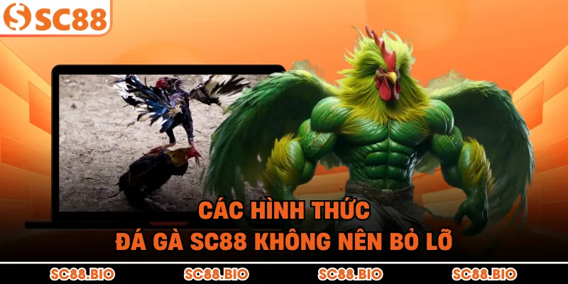 Đá Gà SC88 – Đấu Trường Đá Gà Trực Tiếp Tỷ Lệ Ăn Cao