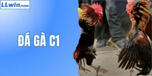 Đá Gà LLwin | Sân Chơi Cược Gà Chọi Ăn Khách Số 1 Châu Á