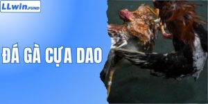 Đá Gà LLwin | Sân Chơi Cược Gà Chọi Ăn Khách Số 1 Châu Á