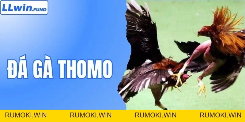 Đá Gà Thomo - Đỉnh Cao Cá Cược Gà Chọi Trực Tuyến LLWIN