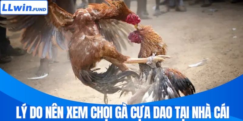 Đá Gà Cựa Dao - Đấu Trường Sinh Tử Hấp Dẫn Nhất Tại LLWIN