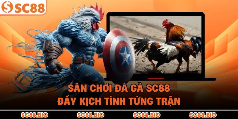 Đá Gà SC88 – Đấu Trường Đá Gà Trực Tiếp Tỷ Lệ Ăn Cao