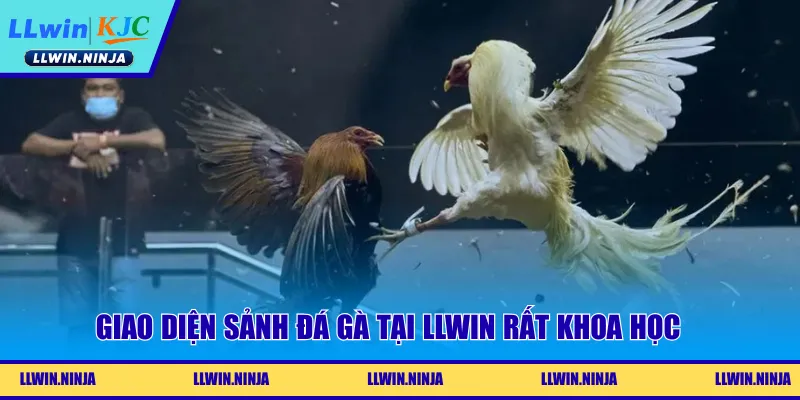 Đá Gà SV38 | Mãn Nhã Với Những Trận Chọi Kê Tại LLwin