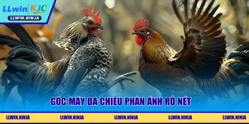 Link Đá Gà Trực Tiếp Mượt Mà, Nét Căng Tại Nhà Cái LLwin