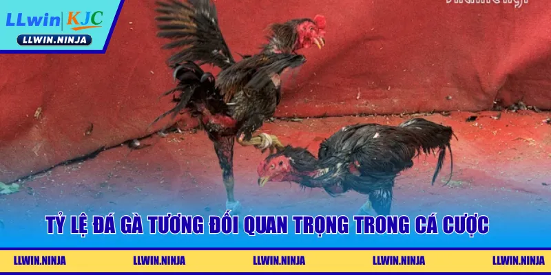 Tỷ Lệ Đá Gà Là Gì? Những Tips Chốt Kèo Hiệu Quả Tại LLwin
